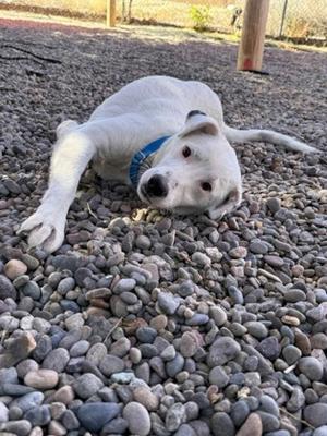 Rosco (61145009), Australian Cattle Dog Mix, young, available for adoption