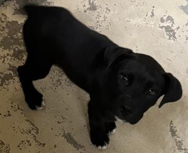 Pookie, Terrier Mix, puppy, available for adoption