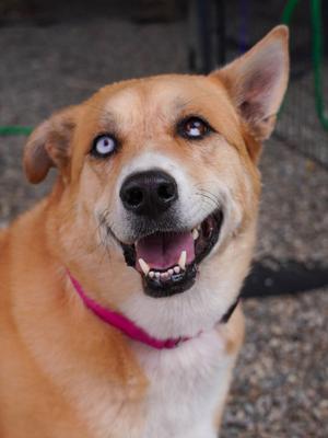 Roxy, Mixed Breed, adult, available for adoption