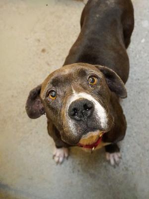 Lovebug, Pit Bull Terrier Mix, adult, available for adoption