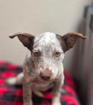 Lulu, American Red Heeler Mix, puppy, available for adoption