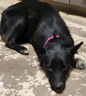 Bliss, German Shepherd Dog Mix, puppy, available for adoption