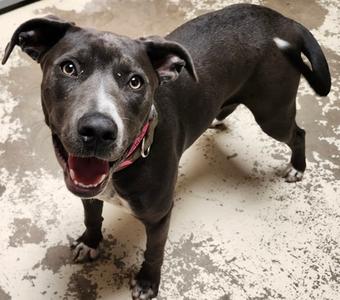 Anri, Mixed Breed, young, available for adoption