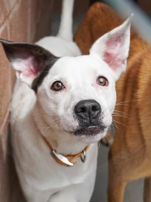 Duke (61443888), German Shepherd Dog Mix, adult, available for adoption