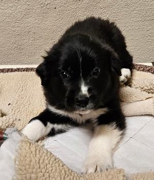 Annie, Mixed Breed, puppy, available for adoption