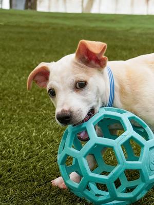 Eugene (61271145), Mixed Breed, puppy, available for adoption