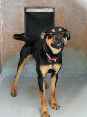 Nelly, Rottweiler Mix, young, available for adoption