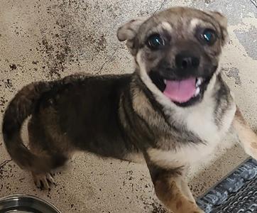 Cinnamon, Pug Mix, young, available for adoption