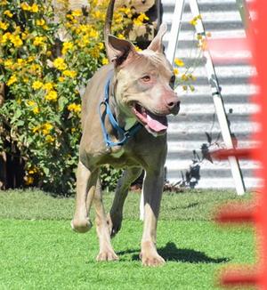 Vinny (61715340), Pit Bull Terrier Mix, adult, available for adoption