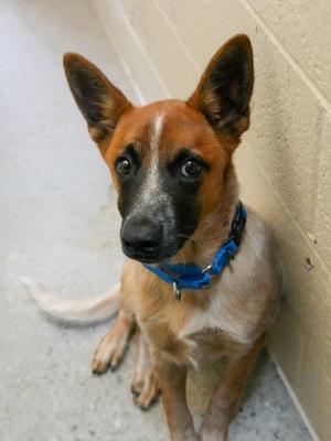 Rosco, American Red Heeler Mix, young, available for adoption