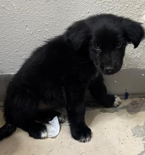 Bam-Bam, German Shepherd Dog Mix, puppy, available for adoption
