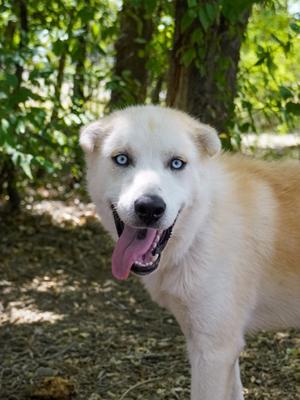 Bucky, Alaskan Husky Mix, young, available for adoption