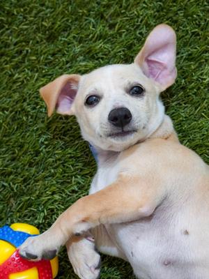 Olga (61271139), Mixed Breed, puppy, available for adoption