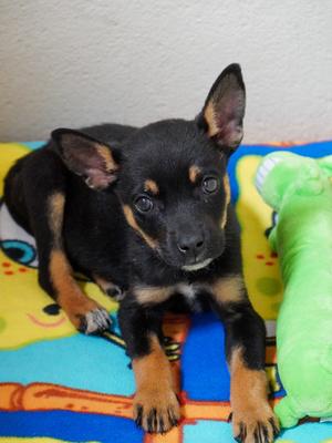 Dougie, Chihuahua - Long Haired Mix, puppy, available for adoption