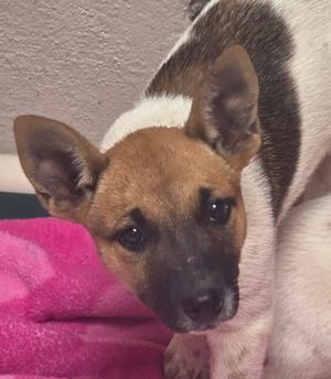 Pooh, American Red Heeler Mix, puppy, available for adoption