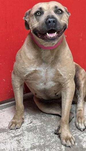 Dorothy, Terrier Mix, adult, available for adoption