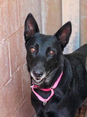Moonshine, German Shepherd Dog Mix, adult, available for adoption