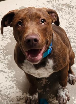 Harold, Mixed Breed, young, available for adoption