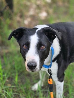 Snoops (61250991), Labrador Retriever Mix, adult, available for adoption