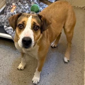 Lake, Mixed Breed, senior, available for adoption