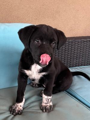 Belle (60984407), German Shepherd Dog Mix, puppy, available for adoption