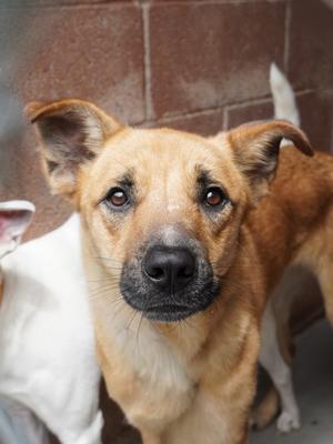 Dojer (55654850), German Shepherd Dog Mix, adult, available for adoption