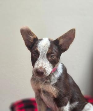 Little Bo-Peep, American Red Heeler Mix, puppy, available for adoption