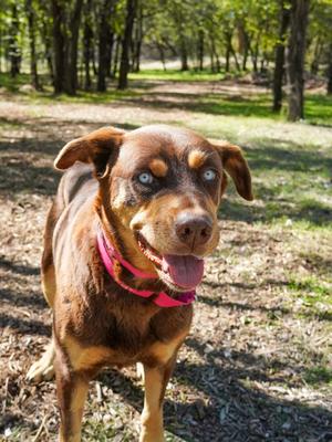 Sky, Alaskan Husky Mix, adult, available for adoption