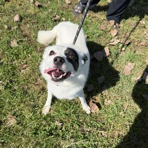 Pepper, Husky, young, available for adoption