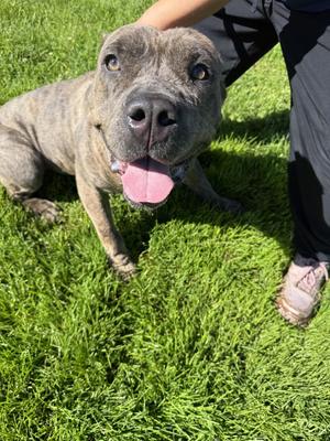 Bella, Cane Corso, young, available for adoption