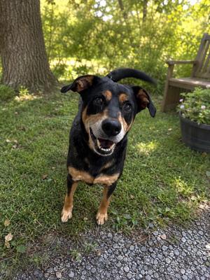 Levi, German Shepherd Dog, senior, available for adoption