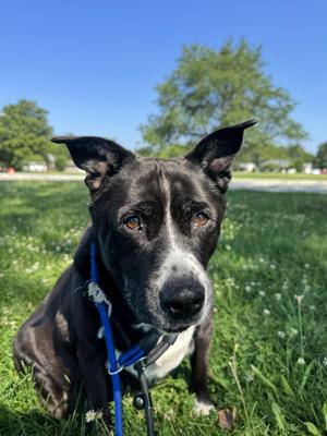 Lucky, Australian Cattle Dog / Blue Heeler / Black Labrador Retriever, senior, available for adoption