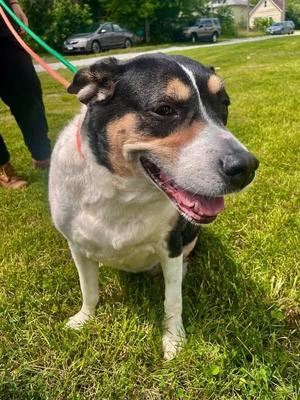 Trinity, Beagle, senior, available for adoption