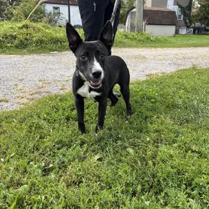 Jellybean, Cattle Dog / Black Labrador Retriever, young, available for adoption