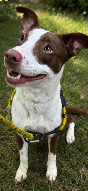 Meadow, Border Collie, adult, available for adoption
