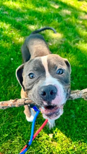 Cornflakes, Pit Bull Terrier / American Bully, young, available for adoption