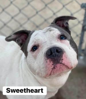 A close-up of a white and gray dog with blue eyes, looking up. The dog has a pink nose and floppy ears. The word "Sweetheart" is written in white text on a black background at the bottom left corner of the image.
