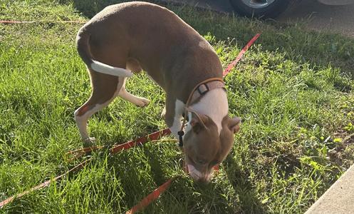 ROCKY, Pit Bull Terrier, young, available for adoption