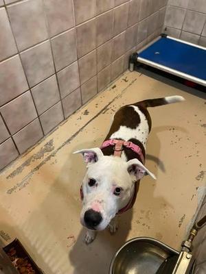 Dolly, Pit Bull Terrier, young, available for adoption