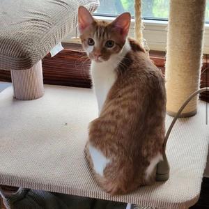 Celina, kitten, available for adoption