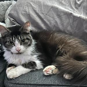 A fluffy black and white cat with green eyes lying on a gray couch.