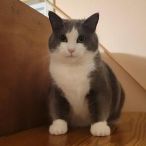 Dani, adult, available for adoption