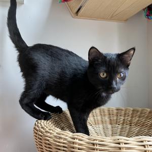Cosmo, kitten, available for adoption
