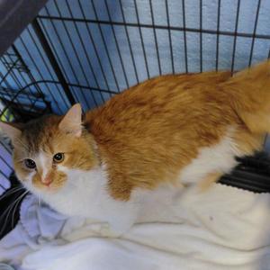 Apricot, adult, available for adoption