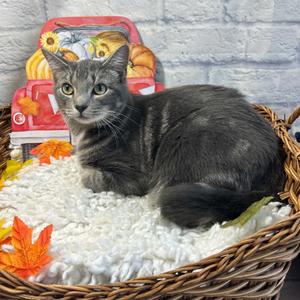 Fearo, adult, available for adoption