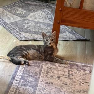 Fearo, kitten, available for adoption