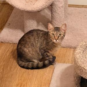Camille, adult, available for adoption