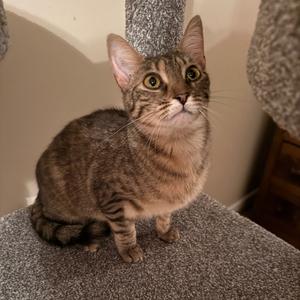 Camille, adult, available for adoption