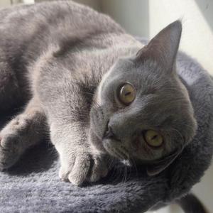 Boo, adult, available for adoption