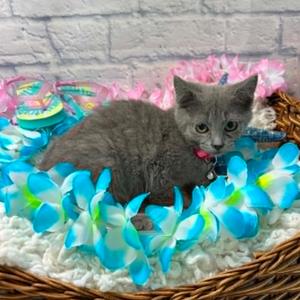 Boo, kitten, available for adoption